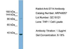 WB Suggested Anti-ST14  Antibody Titration: 0. (ST14 antibody  (Middle Region))