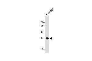 Kallikrein 10 antibody  (C-Term)