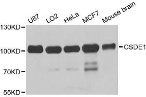 Western blot analysis of extracts of various cell lines, using CSDE1 antibody (ABIN5973538) at 1/1000 dilution. (CDSE1 antibody)