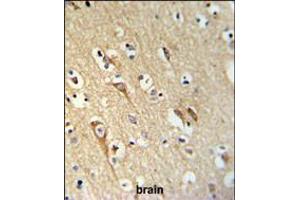 ALG10 Antibody IHC analysis in formalin fixed and paraffin embedded brain tissue followed by peroxidase conjugation of the secondary antibody and DAB staining.