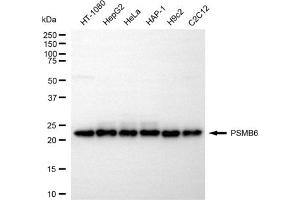 Western blotting analysis using PSMB6 antibody (ABIN7799953).
