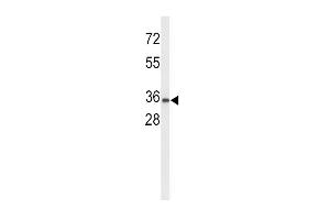 Western blot analysis of UPK1A Antibody (C-term) (ABIN653173 and ABIN2842735) in K562 cell line lysates (35 μg/lane). (UPK1A antibody  (C-Term))