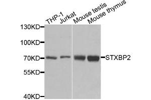 Western blot analysis of extracts of various cell lines, using STXBP2 antibody. (STXBP2 antibody)
