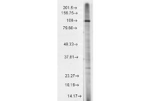 TRPC7 antibody  (AA 845-862)
