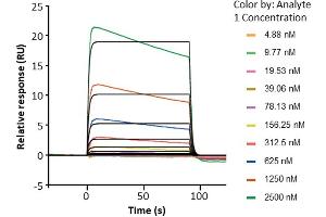 Assessment of binding of human Fc gamma RIIb / CD32b, immobilized on a CM5 chip via an anti-His antibody, to anti-HER2 human IgG1 (trastuzumab) using a Biacore 8K instrument. (FCGR2B Protein (AA 46-217) (His-Avi Tag,Biotin))
