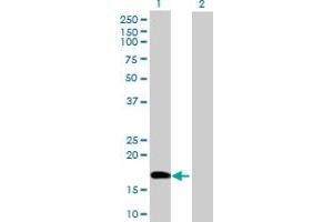 Western Blot analysis of POLE3 expression in transfected 293T cell line by POLE3 MaxPab polyclonal antibody. (POLE3 antibody  (AA 1-147))