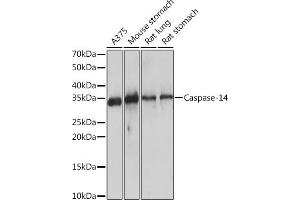 Western blot analysis of extracts of various cell lines, using Caspase-14 Rabbit mAb (ABIN7266113) at 1:1000 dilution. (CASP14 antibody)