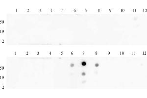 Histone H3 dimethyl Lys27 antibody (pAb) tested by dot blot analysis.