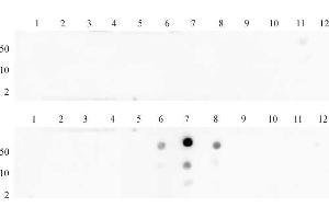 Histone H3 dimethyl Lys27 antibody (pAb) tested by dot blot analysis. (Histone 3 antibody  (2meLys27))