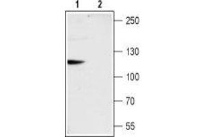 Western blot analysis of rat brain membranes: - 1. (TRPC6 antibody  (Intracellular, N-Term))