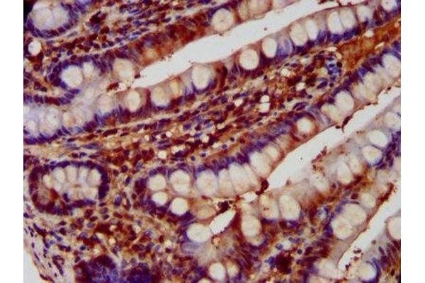Aspartyl Aminopeptidase antibody  (AA 279-386)