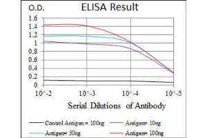 ELISA image for anti-Replication Protein A1, 70kDa (RPA1) antibody (ABIN1846411)