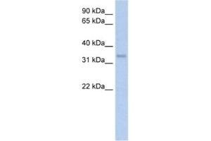 Western Blotting (WB) image for anti-Carbonic Anhydrase IV (CA4) antibody (ABIN2462402) (CA4 antibody)