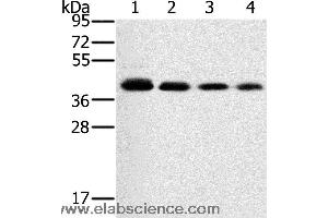 Western blot analysis of 293T, A549, hela and PC3 cell, using PTGER1 Polyclonal Antibody at dilution of 1:200 (PTGER1 antibody)