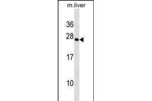 PRRX2 Antibody (C-term) (ABIN1881691 and ABIN2838766) western blot analysis in mouse liver tissue lysates (35 μg/lane).