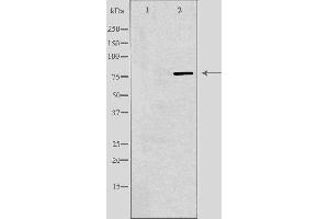 Western blot analysis of extracts from Jurkat cells using ARNT2 antibody. (ARNT2 antibody  (N-Term))