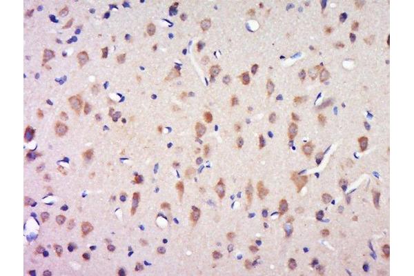 CCDC124 antibody  (AA 145-223)