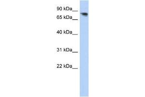 Western Blotting (WB) image for anti-Protocadherin alpha 12 (PCDHA12) antibody (ABIN2459278) (PCDHA12 antibody)