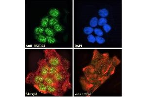 ABIN185065 Immunofluorescence analysis of paraformaldehyde fixed A431 cells, permeabilized with 0. (FBXO44 antibody  (C-Term))