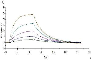 Human IL-13, His Tag immobilized on CM5 Chip can bind Human IL-13Ra1, His Tag with an affinity constant of 1μM as determined in a SPR assay (Biacore T200). (IL13 Receptor alpha 1 Protein (AA 27-343) (His tag))