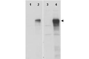 Anti-Gli-1 Antibody - Western Blot. (GLI1 antibody  (AA 805-820))