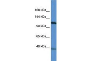 Image no. 1 for anti-Myocardin (MYOCD) (AA 237-286) antibody (ABIN6746324) (Myocardin antibody  (AA 237-286))