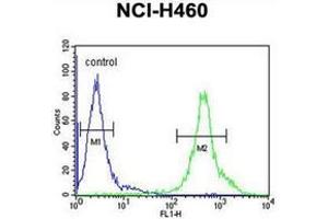 Flow cytometric analysis of NCI-H460 cells using DENND1B Antibody (N-term) Cat. (DENND1B antibody  (N-Term))