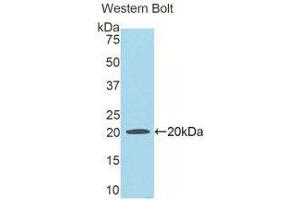Western Blotting (WB) image for anti-Hemopexin (HPX) (AA 24-173) antibody (ABIN1859200) (Hemopexin antibody  (AA 24-173))
