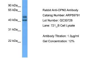 WB Suggested Anti-OPN3  Antibody Titration: 0. (OPN3 antibody  (C-Term))