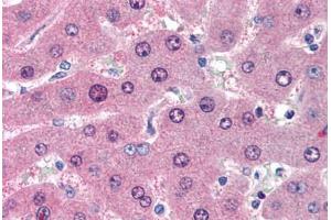 Human Liver (formalin-fixed, paraffin-embedded) stained with LIME1 antibody ABIN239826 at 10 ug/ml followed by biotinylated anti-mouse IgG secondary antibody ABIN481714, alkaline phosphatase-streptavidin and chromogen. (LIME antibody  (AA 281-296))