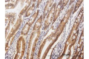 Immunoperoxidase of purified MaxPab antibody to GPA33 on formalin-fixed paraffin-embedded human small Intestine. (GPA33 antibody  (AA 1-319))