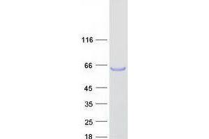 Western Blotting (WB) image for Testis Expressed 13A (TEX13A) protein (Myc-DYKDDDDK Tag) (ABIN2733446)