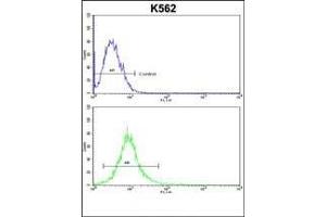 ND2 Antibody (N-term) (ABIN6244218 and ABIN6579056) flow cytometric analysis of k562 cells (bottom histogram) compared to a negative control cell (top histogram). (MT-ND2 antibody  (N-Term))
