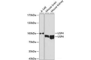 Western blot analysis of extracts of various cell lines using USP4 Polyclonal Antibody at dilution of 1:3000. (USP4 antibody)