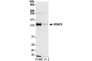 Western Blotting (WB) image for anti-Histone Deacetylase 6 (HDAC6) (AA 1165-1215) antibody (ABIN7450319)