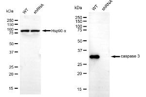 Western blotting analysis using caspase 3 antibody (ABIN7797894).