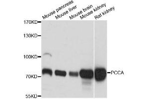 Western blot analysis of extracts of various cell lines, using PCCA antibody (ABIN5996235) at 1:3000 dilution.