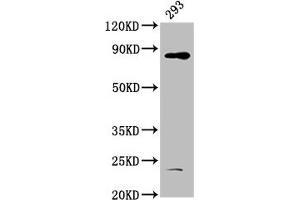 Western Blot Positive WB detected in: 293 whole cell lysate All lanes: HOOK3 antibody at 4. (HOOK3 antibody  (AA 357-455))
