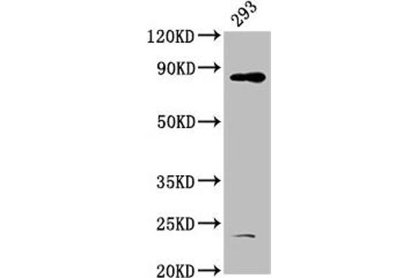 HOOK3 anticorps  (AA 357-455)