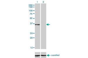 Western blot analysis of CEBPE over-expressed 293 cell line, cotransfected with CEBPE Validated Chimera RNAi (Lane 2) or non-transfected control (Lane 1).