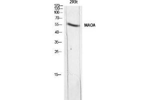 Western Blot (WB) analysis of 293t lysis using MAOA antibody. (Monoamine Oxidase A antibody)
