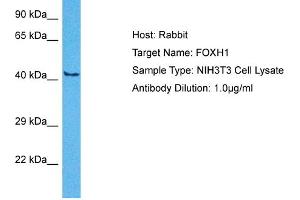 Host:  Rabbit  Target Name:  FOXH1  Sample Tissue:  Mouse NIH3T3 Whole Cell  Antibody Dilution:  1ug/ml (FOXH1 antibody  (Middle Region))