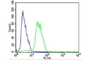 Flow cytometric analysis of SH-SY5Y cells using Mouse Mapk11 Antibody (N-term)(green, Cat(ABIN657841 and ABIN2846803)) compared to an isotype control of rabbit IgG(blue). (MAPK11 antibody  (N-Term))