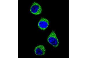 Confocal immunofluorescent analysis of MTHFD1 Antibody (Center ) f with 293 cell followed by Alexa Fluor 488-conjugated goat anti-rabbit lgG (green). (MTHFD1 antibody  (AA 535-562))