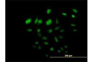 Immunofluorescence of purified MaxPab antibody to C8orf72 on HeLa cell. (FAM110B antibody  (AA 1-370))