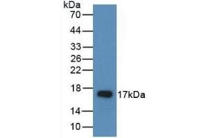 Detection of Recombinant AREG, Rat using Polyclonal Antibody to Amphiregulin (AREG) (Amphiregulin antibody  (AA 97-243))