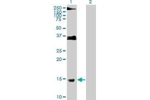 Western Blot analysis of PRM1 expression in transfected 293T cell line by PRM1 MaxPab polyclonal antibody. (PRM1 antibody  (AA 1-51))