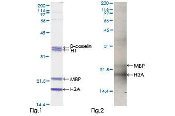 Nemo-Like Kinase Protein (NLK) (AA 1-515) (GST tag)