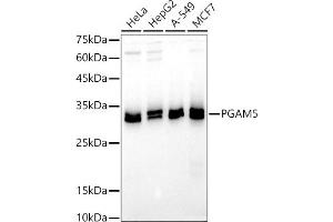 Western blot analysis of extracts of various cell lines, using PG antibody (ABIN7269317) at 1:500 dilution. (PGAM5 antibody  (AA 30-225))