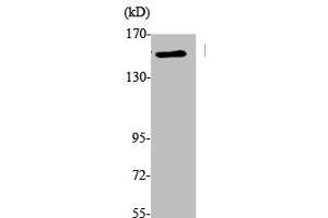 Western Blot analysis of K562 cells using EEA1 Polyclonal Antibody (EEA1 antibody  (N-Term))